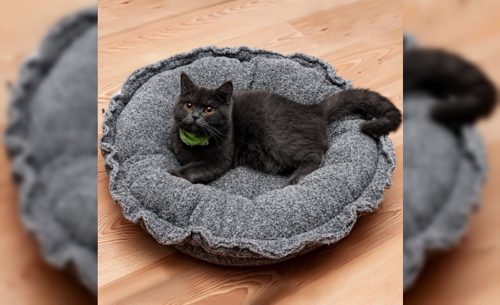 Kedi Yatağı Nasıl Olmalıdır?