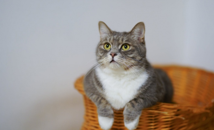 Rüyada Kedi Görmek Ne Anlama Gelir?