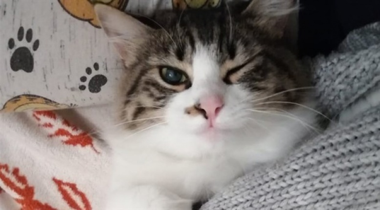 En Sevilen Dişi Kedi İsimleri ve Erkek Kedi İsimleri