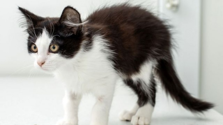 Kedi İshali Nasıl Geçer?