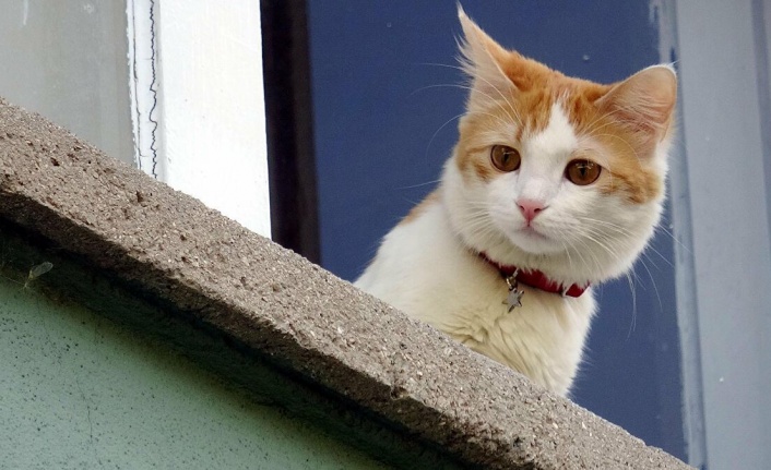 Kedi Piresi Eve Yayılır Mı?