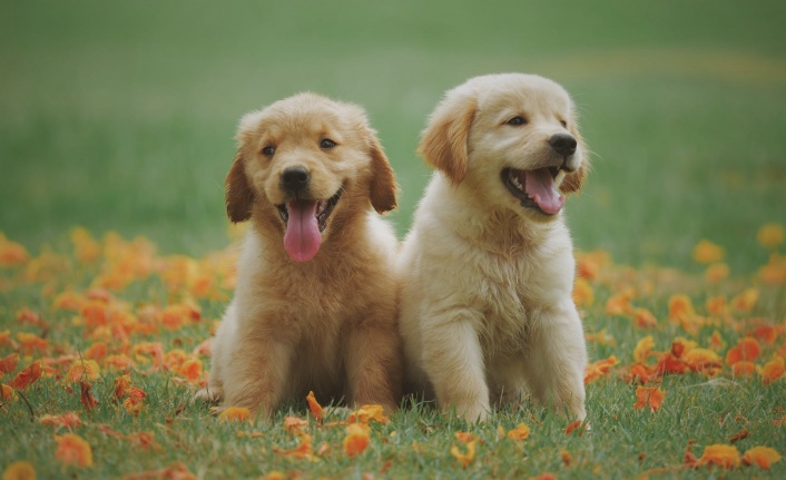 Rüyada Köpek Görmek Ne Anlama Gelir?