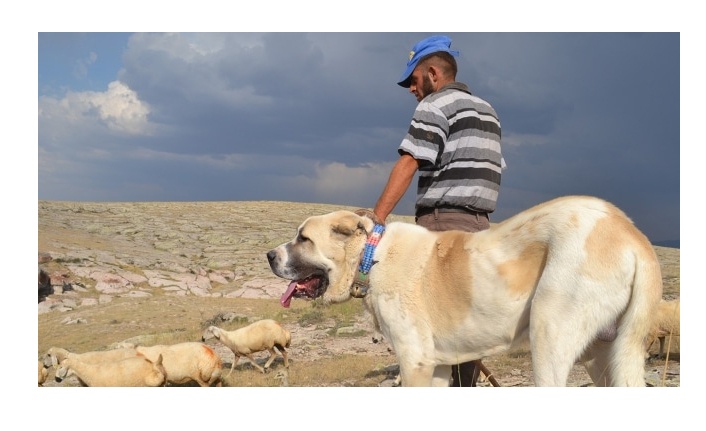 Aksaray Malaklısı Köpek Özellikleri