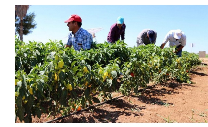 Gölbaşı Belediyesi Ata Tohumu Dağıtımına Başladı