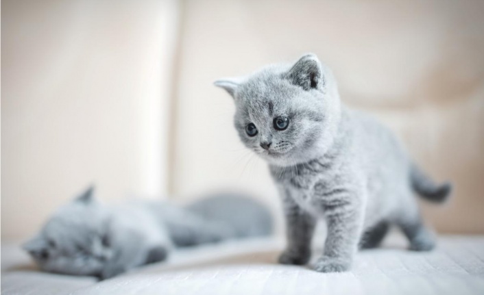 Yavru Kedilere Tuvalet Eğitimi Nasıl Verilir? - Ankara Gündem | Ankara