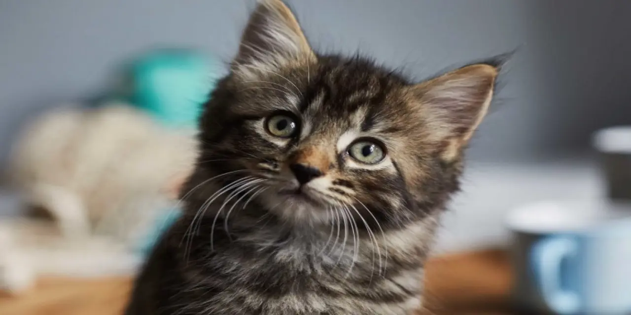 1 Aylık Kedi Ne Yer? 1 Aylık Kedi Beslenmesi
