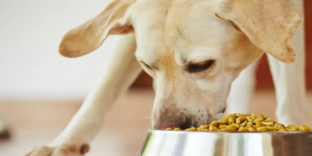 Köpeklerde mama değişimi zararlı mı?