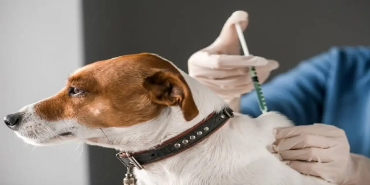 Köpeklerde İç Parazit Ne Kadar Sürede Geçer?