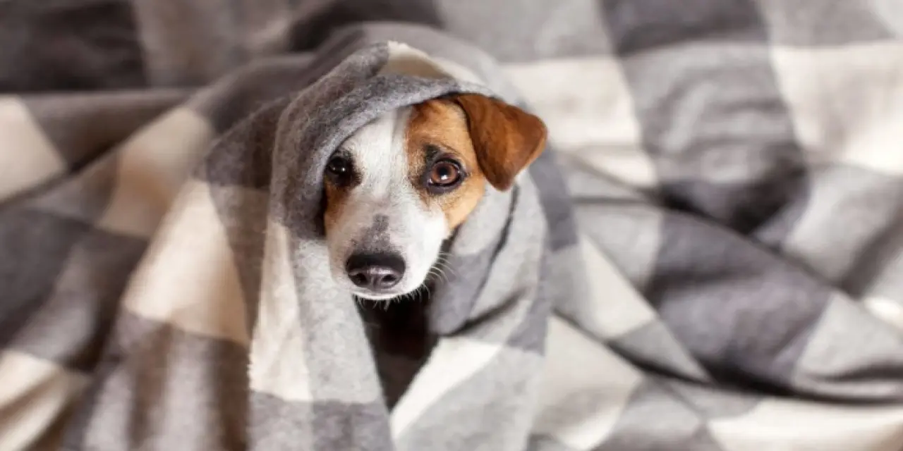 Yavru Köpekler Uyurken Neden Titrer?