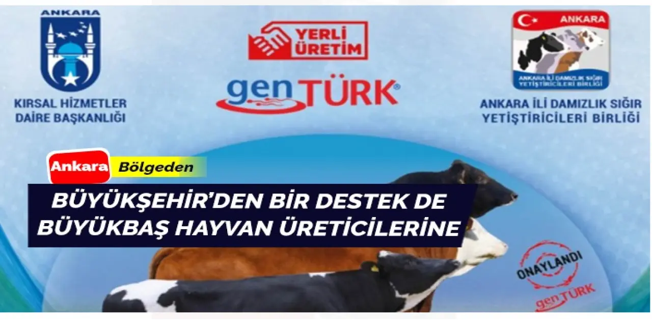 Büyükşehir şimdi de büyükbaş hayvan üreticilerine destek veriyor