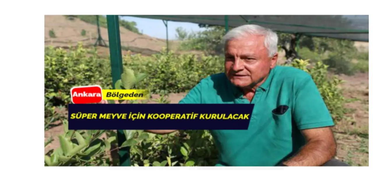 Süper meyve ‘Aronya’