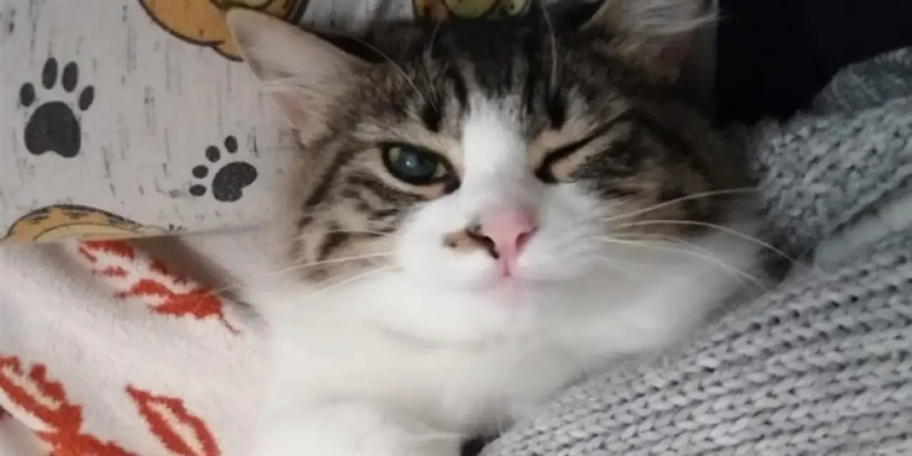 En Sevilen Dişi Kedi İsimleri ve Erkek Kedi İsimleri