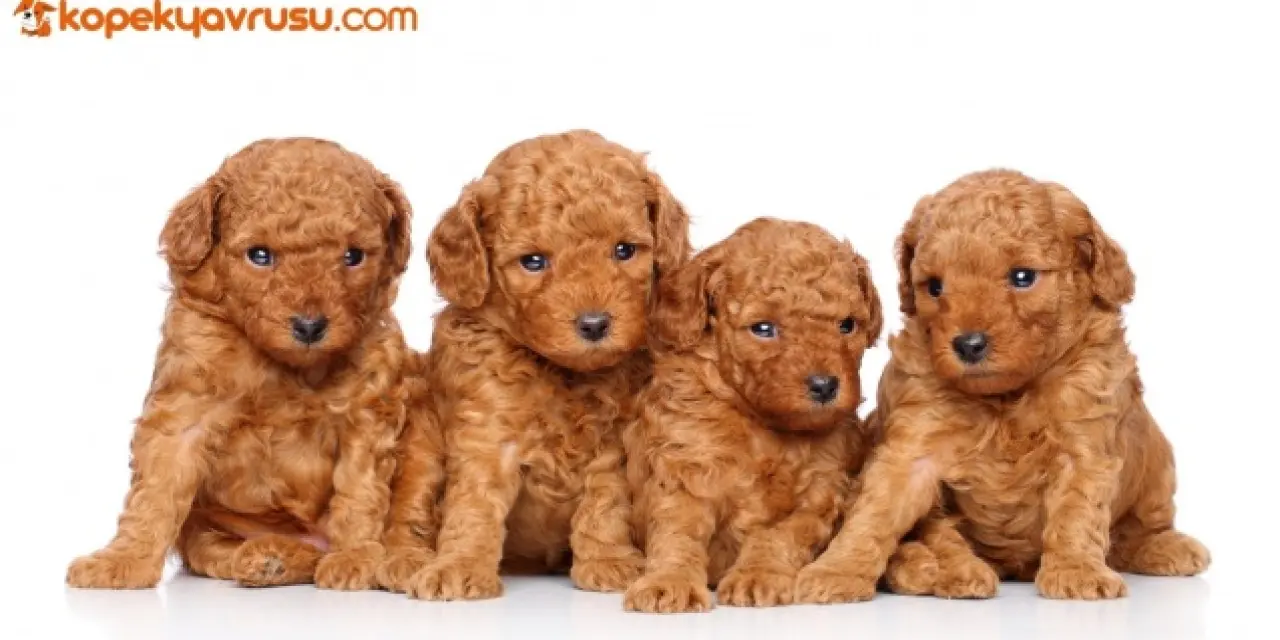 Toy Poodle Fiyatları