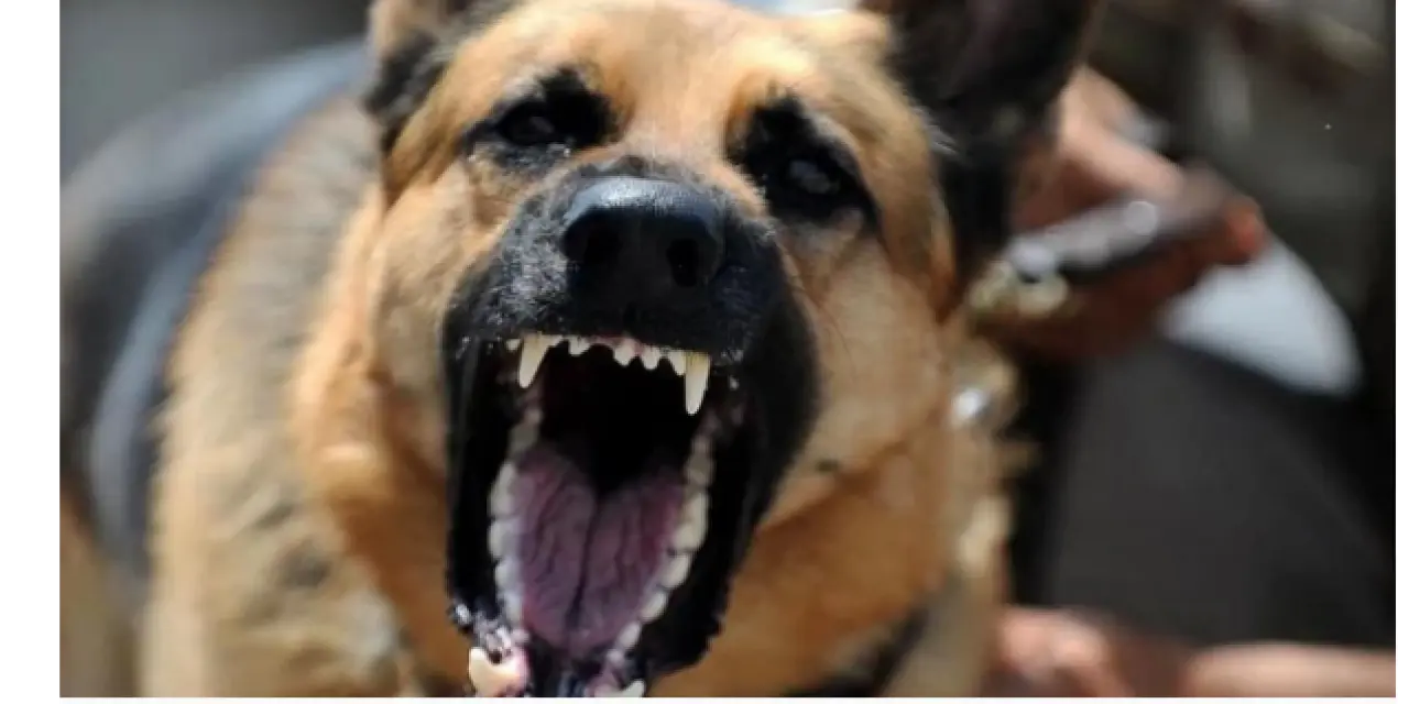 Köpek besleme tartışmasında yeni tutuklama kararı