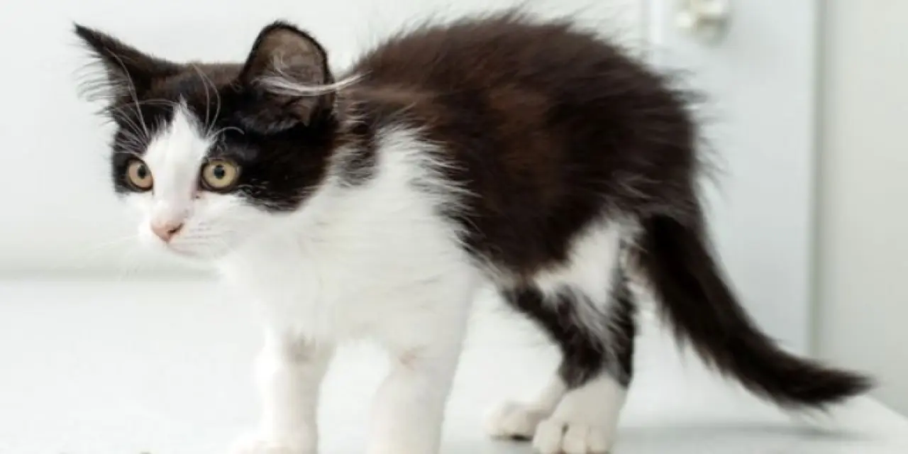 Kedi İshali Nasıl Geçer?