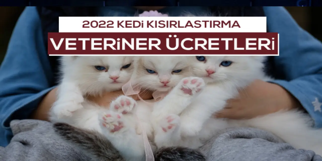 2022 Veteriner Kedi Kısırlaştırma Ücreti Ne Kadardır?