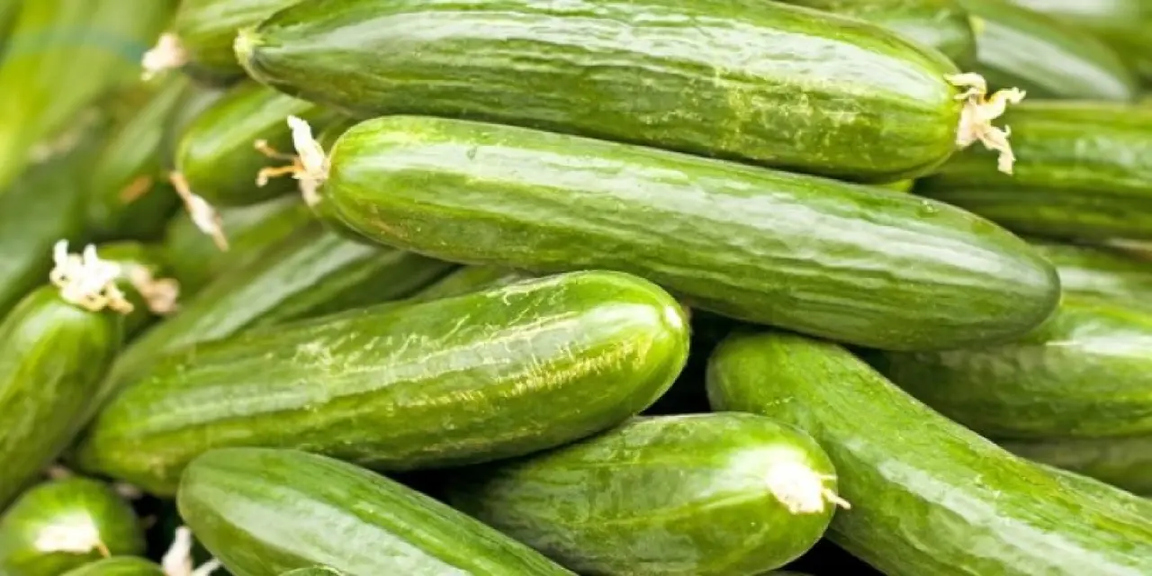 Salatalık Nasıl Ekilir?