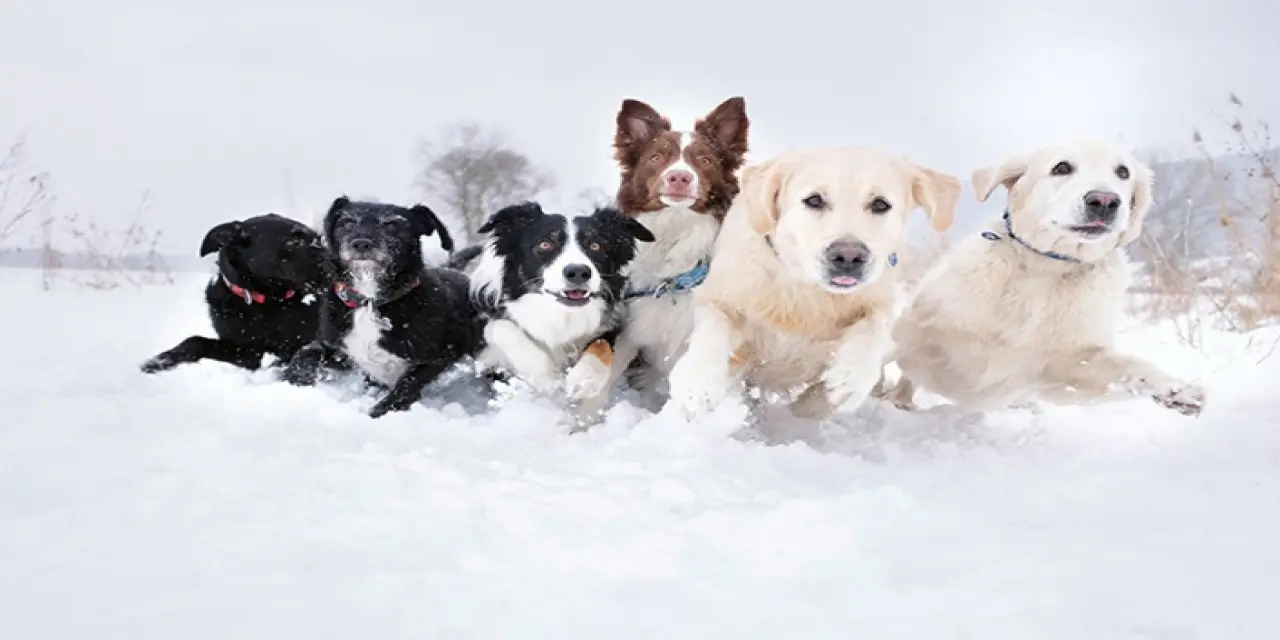 Köpekler Soğukta Üşür mü?