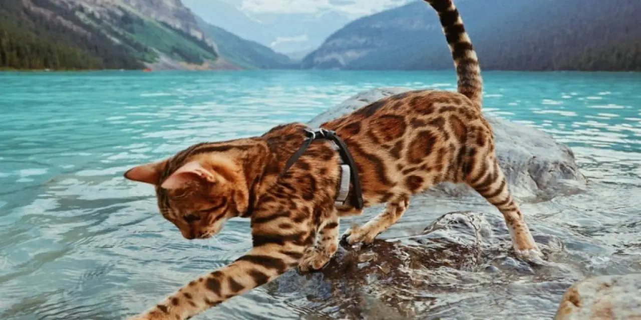 Bengal Kedisi Özellikleri Nelerdir?