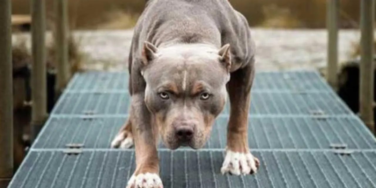 Vukuatlı pitbullun, yeni saldırı görüntüleri çıktı!